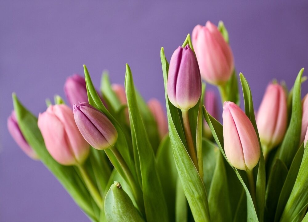 jak zrobić bukiet z tulipanów