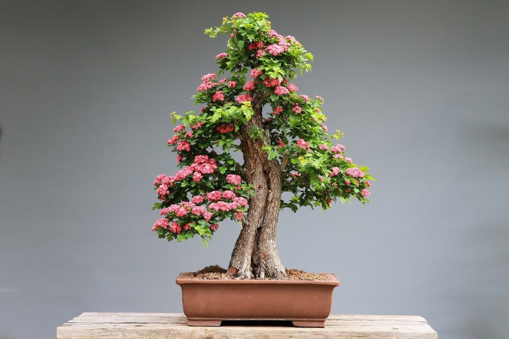 jaka doniczka do fikusa bonsai